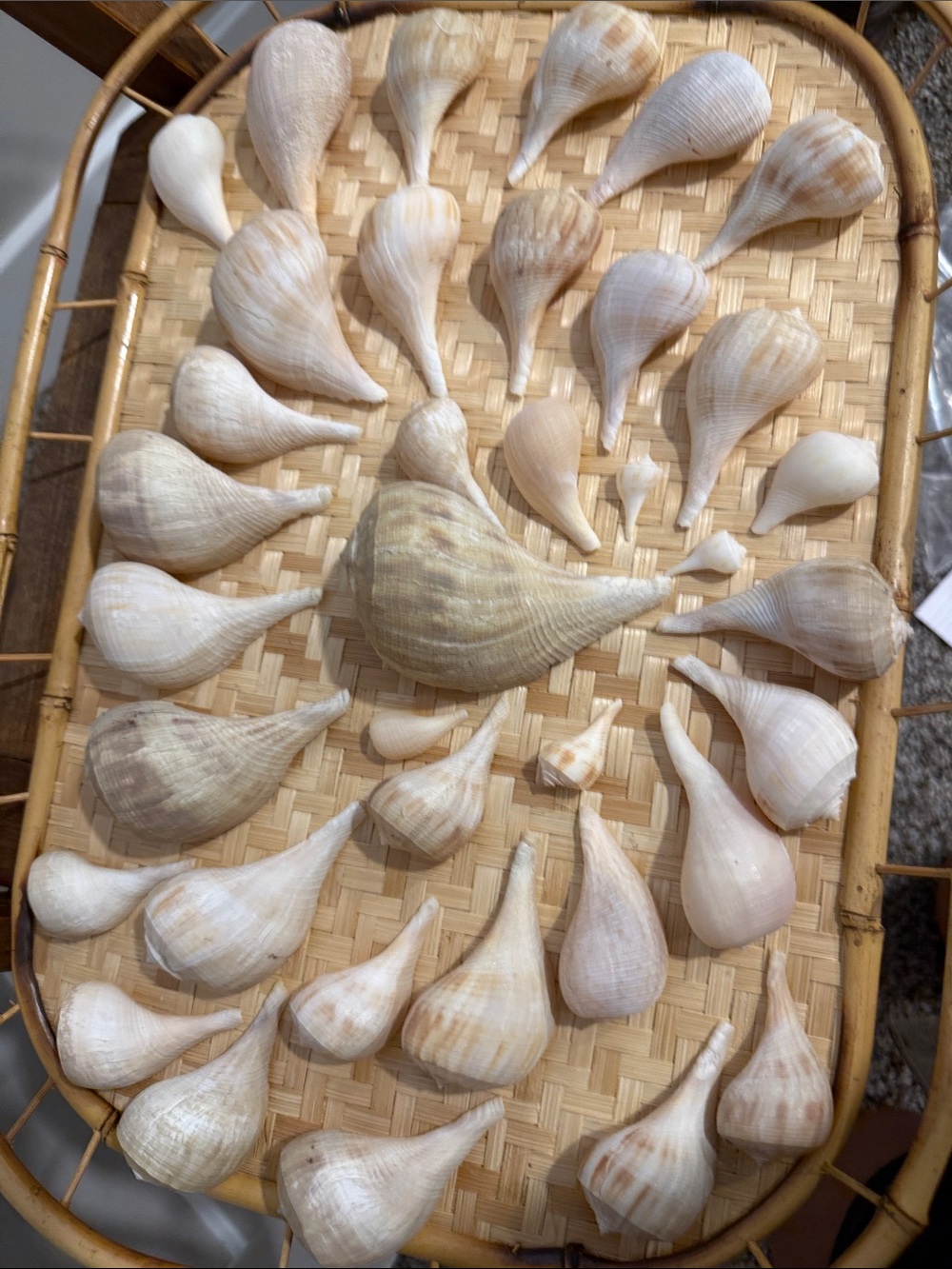 Natural Sea  Shell Lot | 30+  Fig  style Shells | Coastal Decor  Beach Decor